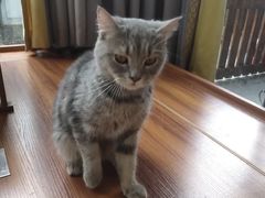 -楼上猫咖(罗湖店)