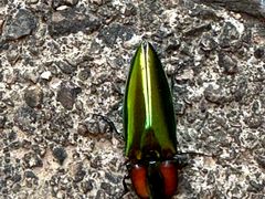 -东天目山风景区