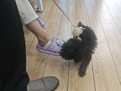 -瑞派·关忠动物医院猫科外科·异宠·24小时转诊中心(祥云店)