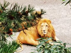 -大连森林动物园