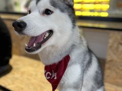 -Husky Go! 哈士奇体验馆·宠物咖啡厅狗咖