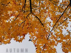 -北京鹫峰国家森林公园