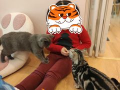-猫咪派对(江南西店)
