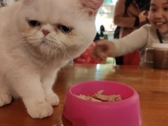 -猫小院猫主题餐厅(三里屯店)