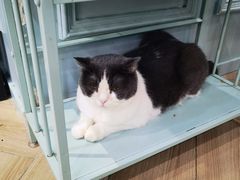 -安格丽娜·狗咖·猫咖羊驼咖(春熙路百盛商场店)
