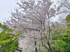 -武汉大学-樱园