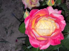 -渝是乎酸菜鱼(龙旗购物中心店)