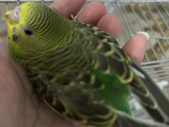 -立德异宠动物医院.兔鸟爬.内窥镜(天河店)