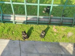 -合肥野生动物园
