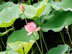 -荔湾湖公园