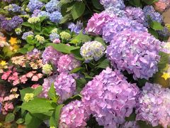 -双季花艺园艺市场(浦东店)