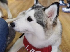 小苹果-Husky Go! 哈士奇体验馆·宠物咖啡厅狗咖