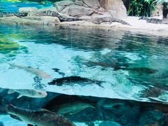 景点-上海海洋水族馆