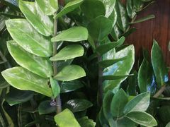 -静岸花卉园艺(三星坊店)