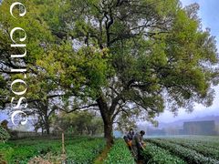 -中国茶叶博物馆(双峰馆区)