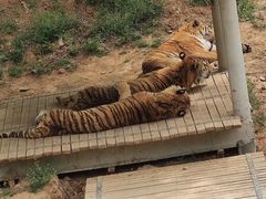 -石家庄市动物园