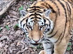 -哈尔滨北方森林动物园