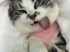 -北京观赏动物医院·24小时大型综合·猫专科·异宠专科