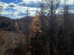 -莫尔道嘎国家森林公园