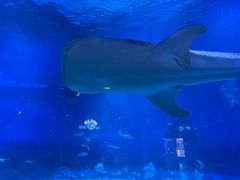-烟台海昌鲸鲨海洋公园