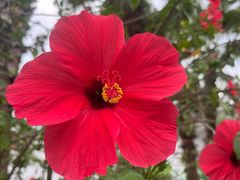 -福田红树林生态公园