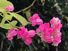 -广西壮族自治区药用植物园