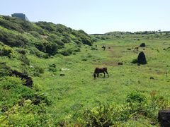 -涉地可支