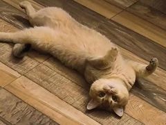 -东方名猫馆·英短金渐层布偶猫舍(环线广场1号楼店)