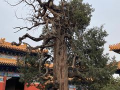 -北京国子监胡同