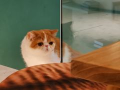 -飞行喵MR PILOT|猫舍·猫咖(静安大融城店)