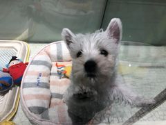 -momokira米努特·德文卷毛猫·棉花面纱犬