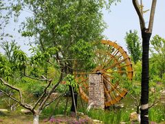 -上海长兴岛郊野公园