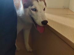 -Husky Go! 哈士奇体验馆·宠物咖啡厅狗咖