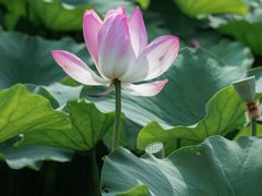 -荷塘月色湿地公园·向阳花洲