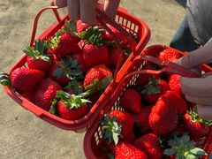 -胜丰草莓采摘园