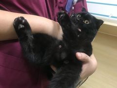 -美联众合动物医院·24h京西诊疗中心