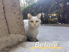 -萌兽医馆·犬猫专科·眼科中心·宠物医院(朝阳门分院)