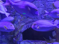 -波塞冬海底世界