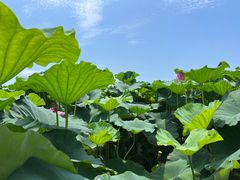 -洪湖生态旅游区