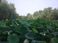 -莲湖公园