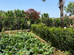 -苏记溪河鲢鱼庄(天府新区店)