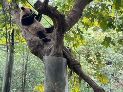 -都江堰中华大熊猫苑