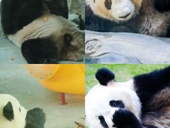 -灵玲国际马戏城