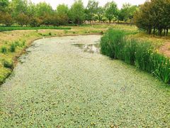 -东郊湿地公园