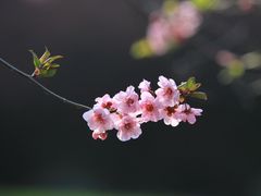 -国家植物园