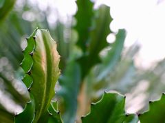 -北京植物园-展览温室