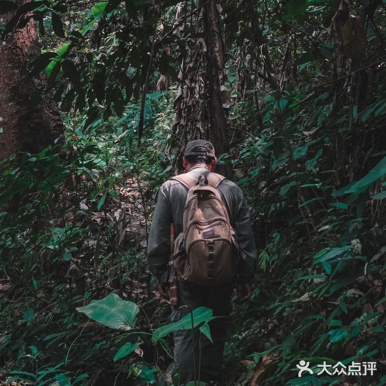 小象雨林|在西双版纳的原始森林里
