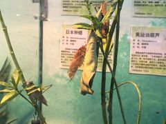 -上海大自然野生昆虫馆
