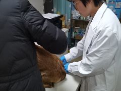 -瑞派天使宠物医院·神经外科·骨科·核磁CT(洛川中路店)