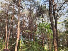 -铁山坪森林公园